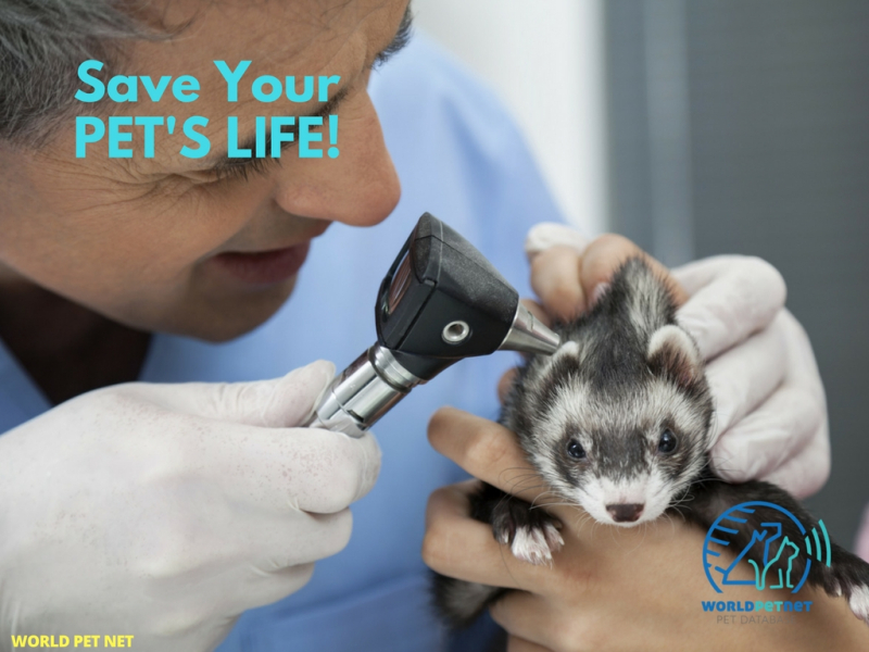 A ... fajtájú, mikrochippel ellátott állatok a WPN-be való bejegyeztetése